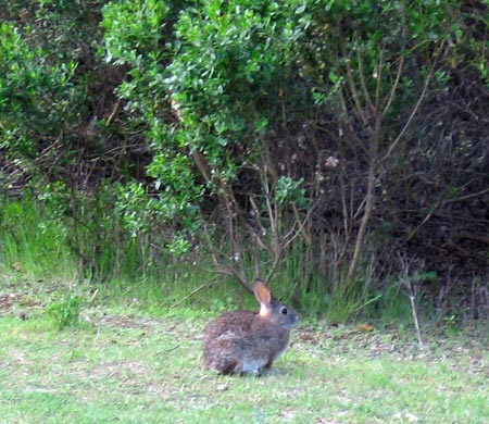 A not-very-shy little bunny on the side of the trail.