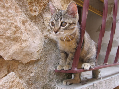 Kitten in Ciraqui