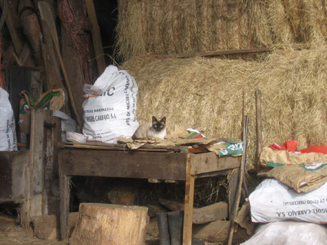 Cat in a barn