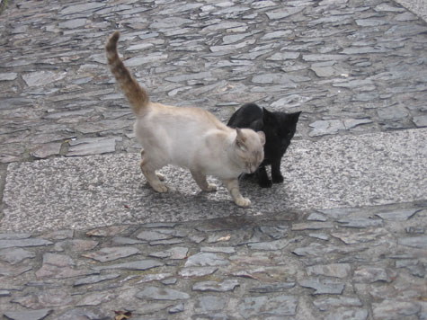 Cats in love in Santiago