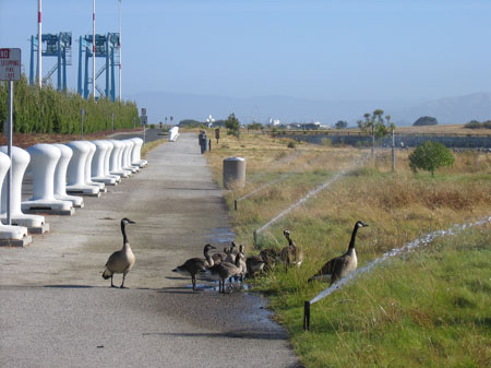 A family of geese on the waterfront.