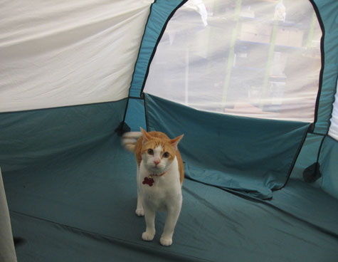 Tent inspection upon our return