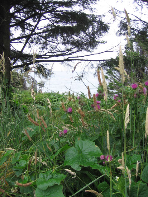 Thistles growing along the coast