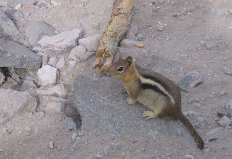 Ground squirrel at Crater Lake