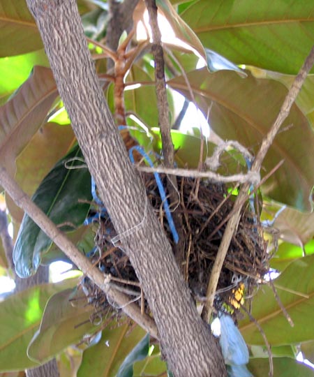Hummingbird  nest in the magnolia tree.