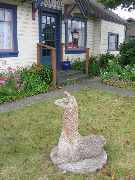 Llama in front of The Wool Company