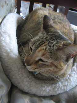 Penny in her fleece bed